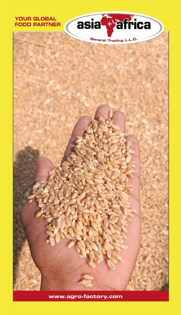 Baba Noor Wheat