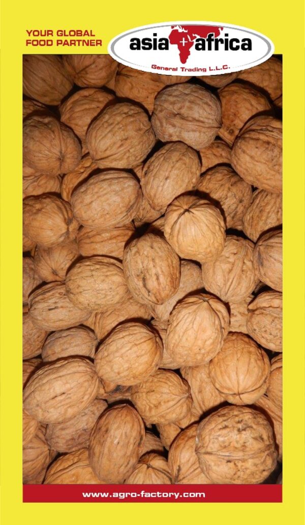 Day to Day Walnut (With Shell)