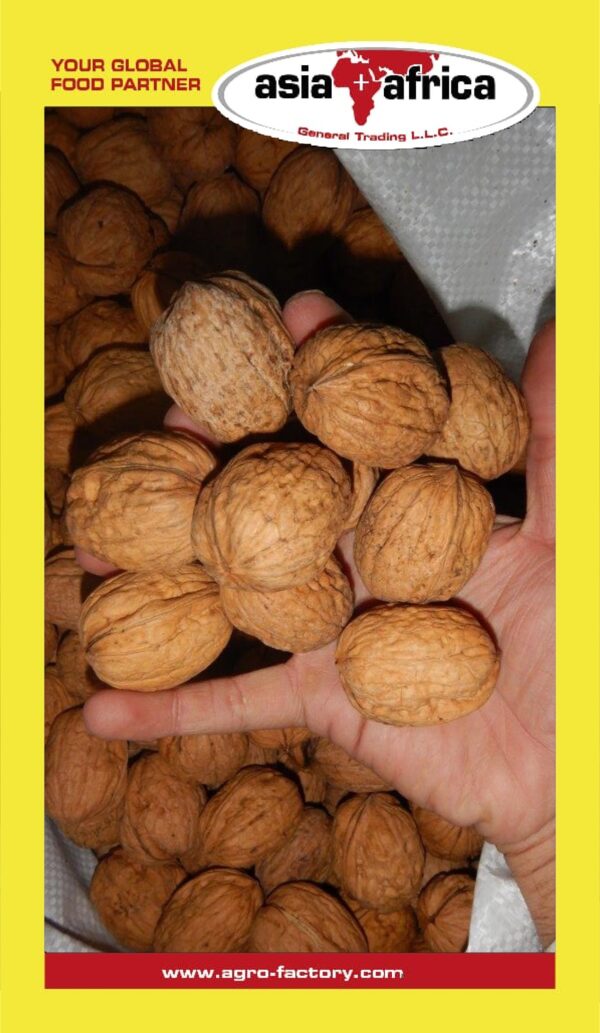 Day to Day Walnut (With Shell) - Image 2