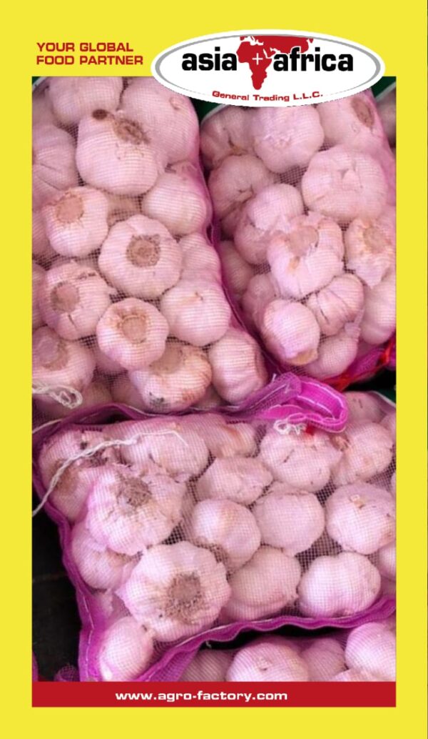 Day to Day Garlic