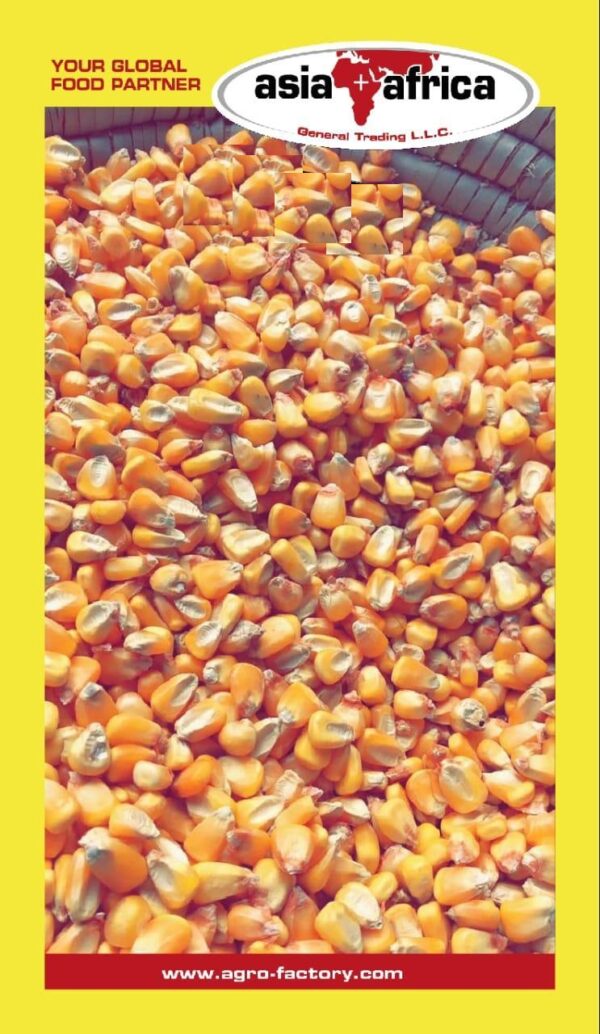 232 Yellow corn (Animal Feed)