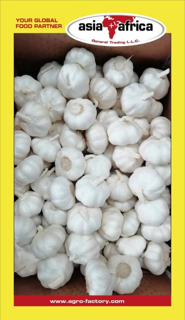 Fresh Garlic