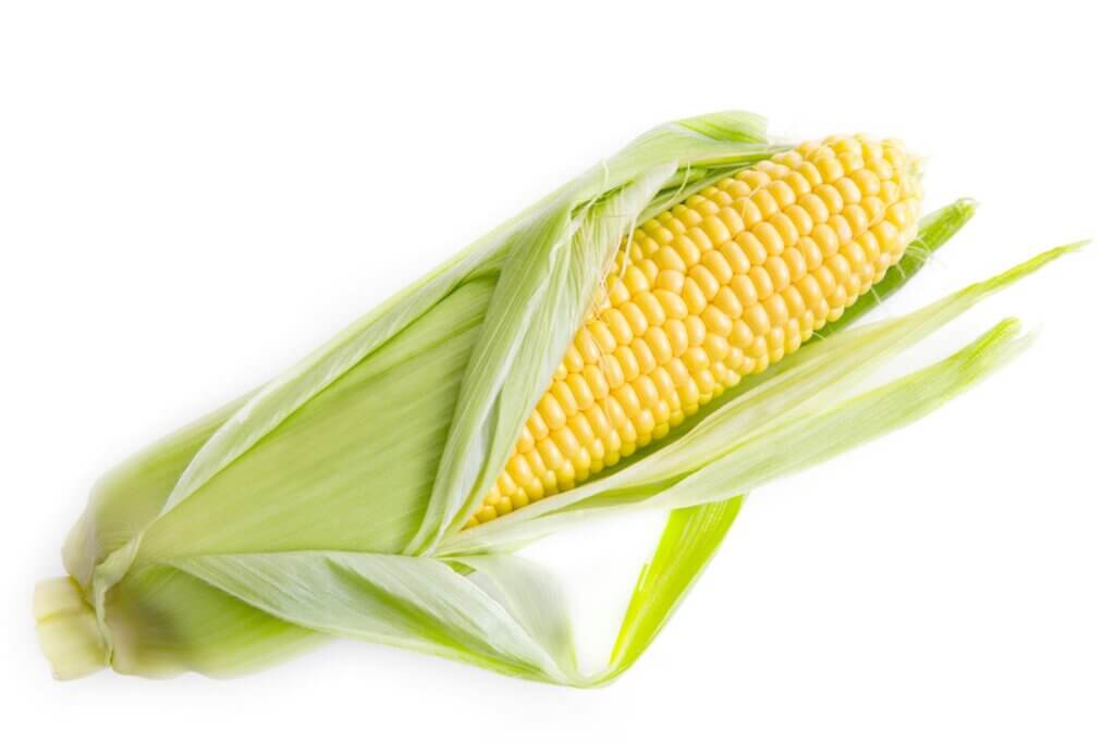 Bulk Corn Animal Feed Supplier for Malaysia