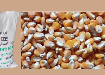 Wholesale Buy Yellow Maize Animal