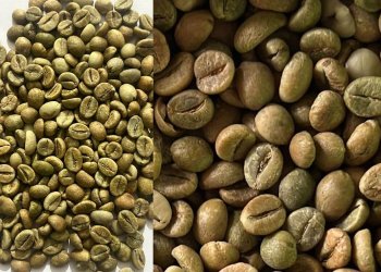 Indian Robusta Cherry AA green coffee beans 60kg jute bag AED 1320 Dubai ex warehouse and USD 6194 per MT CNF Bandar Abbas Iran