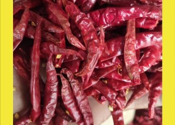 Samad dry red chilli variety 17 stemless India origin USD 4223 4687 per MT CIF Alger Port Algeria reefer container